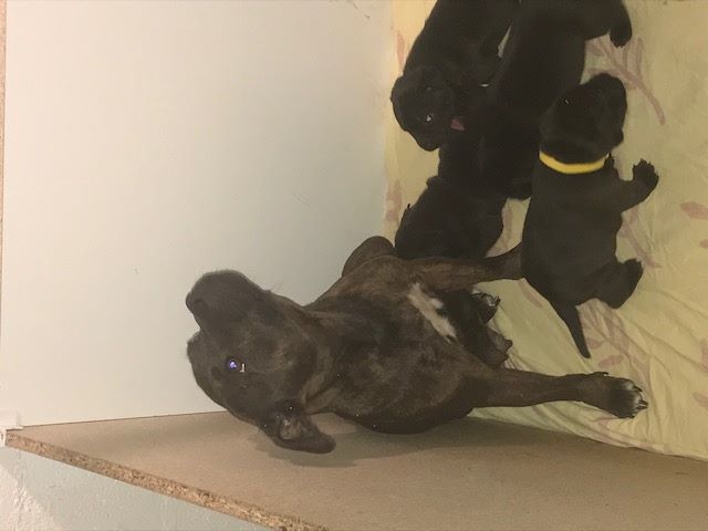 Patrick Macin - Staffordshire Bull Terrier - Portée née le 03/08/2018